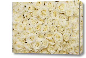 Картина белые розы