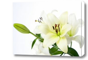 Картина Белые лилии
